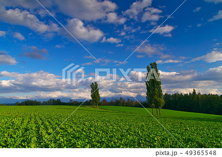 美瑛 赤羽のポプラ 49365548