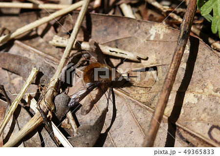 ビロードツリアブ ビロードツリアブ 49365833