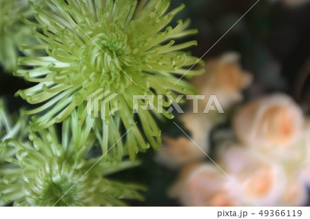 Beautiful green grevillea moonlight flowers Beautiful green grevillea moonlight flowers 49366119
