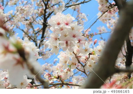 桜の木 49366165