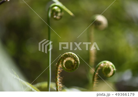 ウラジロの新芽 49366179