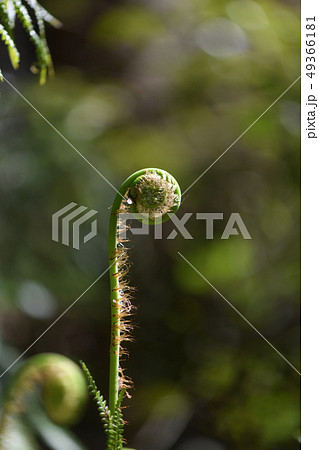 ウラジロの新芽 ウラジロの新芽 49366181