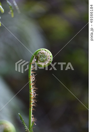 ウラジロの新芽 49366184