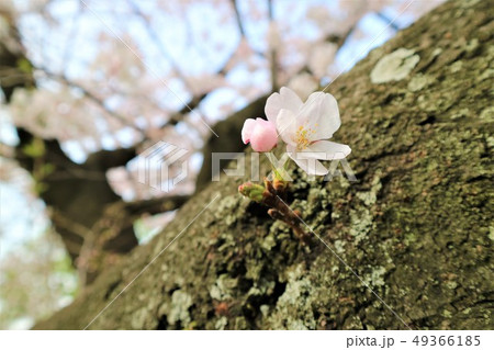 桜の木 桜の木 49366185