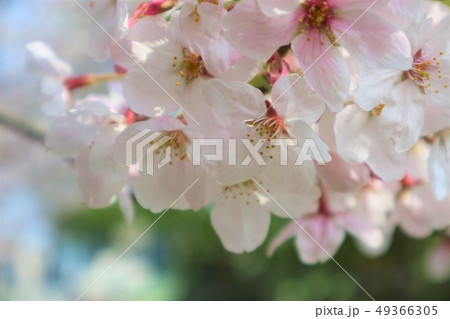 桜の花 49366305