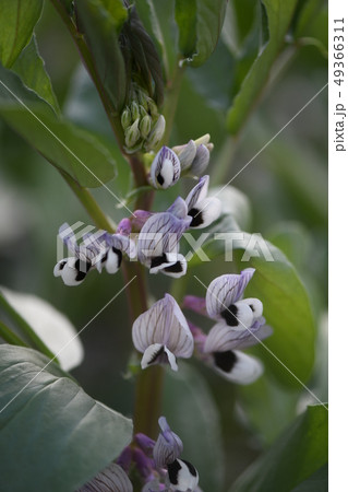 ソラマメの花の写真素材