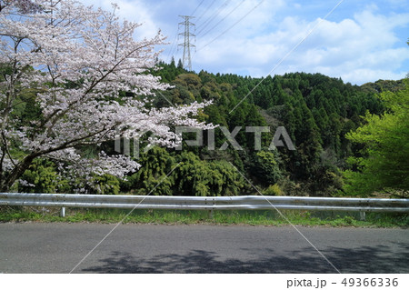 桜と送電線 49366336