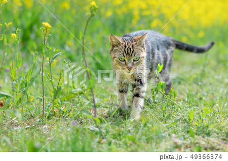 散歩するねこ 49366374