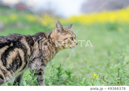 散歩するねこ 散歩するねこ 49366376