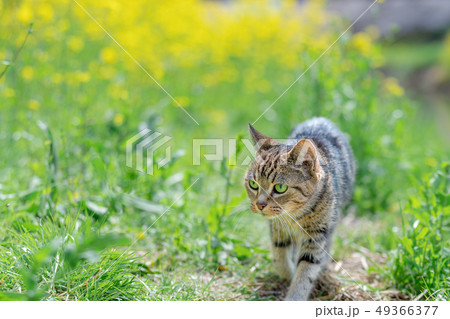 散歩するねこ 49366377