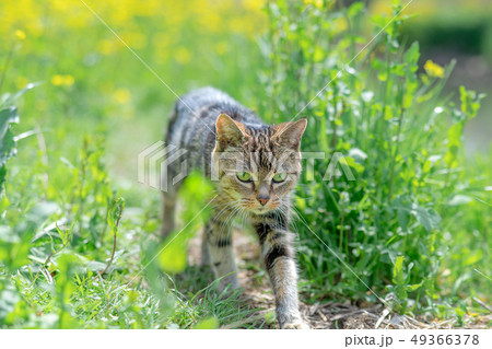 散歩するねこ 49366378