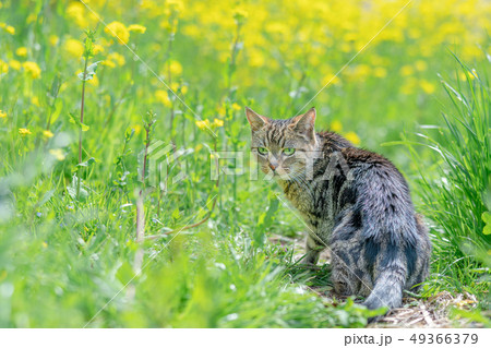 散歩するねこ 49366379