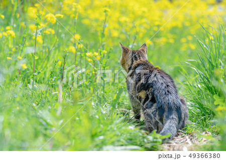 散歩するねこ 49366380