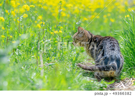 散歩するねこ 散歩するねこ 49366382