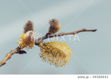 blossomed sprig Weeping willow 49366642