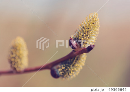 blossomed sprig Weeping willow blossomed sprig Weeping willow 49366643