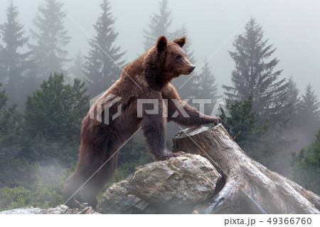 Brown bear in the misty fog Brown bear in the misty fog 49366760