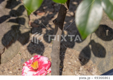 ツバキ オオニジ(ツバキ科)木肌・木膚・木のはだ・外皮・樹皮・木目・花・芽・実) ツバキ オオニジ(ツバキ科)木肌・木膚・木のはだ・外皮・樹皮・木目・花・芽・実) 49366861