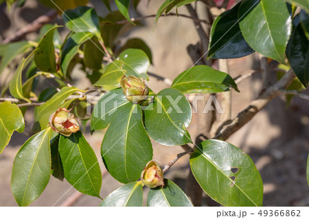 ツバキ　オオニジ（ツバキ科）木肌・木膚・木のはだ・外皮・樹皮・木目・花・芽・実） 49366862