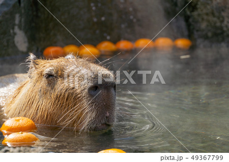 カピバラ　温泉　入浴シーン 49367799
