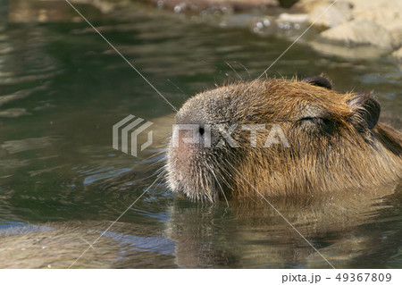 カピバラ　温泉　入浴シーン 49367809