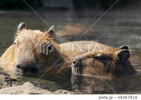 カピバラ 温泉 入浴シーン カピバラ 温泉 入浴シーン 49367816