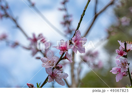モモ・桃(バラ科)木肌・木膚・木のはだ・外皮・樹皮・木目・花・芽・実) モモ・桃(バラ科)木肌・木膚・木のはだ・外皮・樹皮・木目・花・芽・実) 49367825
