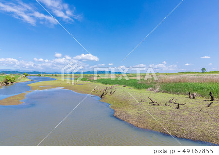 春渡良瀬遊水地　第１調節池　爽やかな春 49367855