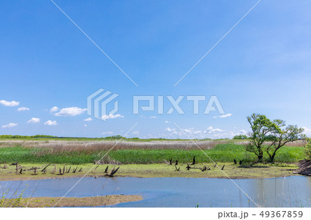 春渡良瀬遊水地 第1調節池 爽やかな春 春渡良瀬遊水地 第1調節池 爽やかな春 49367859