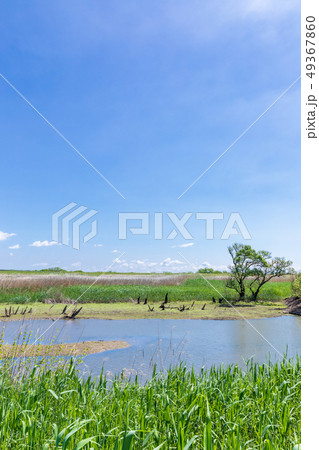 春渡良瀬遊水地 第1調節池 爽やかな春 春渡良瀬遊水地 第1調節池 爽やかな春 49367860