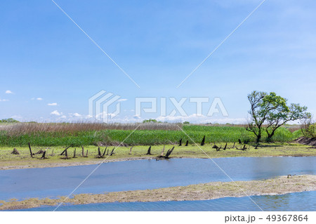 春渡良瀬遊水地　第１調節池　爽やかな春 49367864