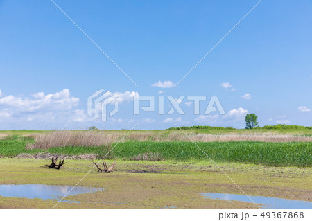 春渡良瀬遊水地　第１調節池　爽やかな春 49367868