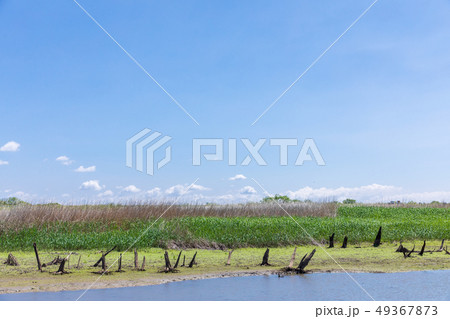 春渡良瀬遊水地　第１調節池　爽やかな春 49367873