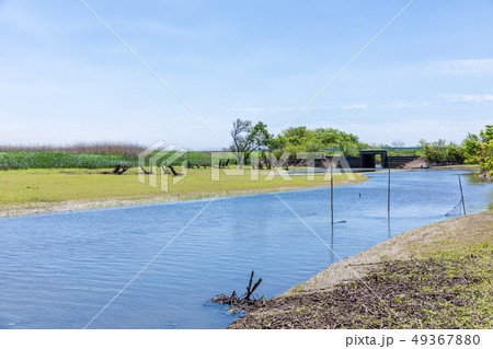 春渡良瀬遊水地　第１調節池　爽やかな春 49367880