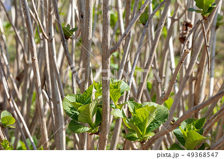 アジサイ（ユキノシタ科）木肌・木膚・木のはだ・外皮・樹皮・木目・花・芽・実） 49368547