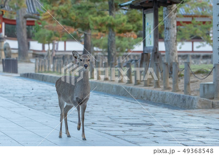 奈良公園の鹿 49368548