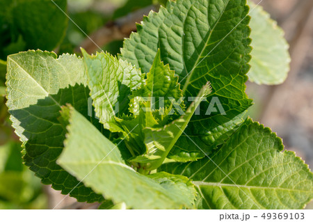 アジサイ_ブルースカイ（アジサイ科）木肌・木膚・木のはだ・外皮・樹皮・木目・花・芽・実） 49369103
