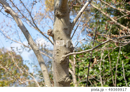 シデコブシ:別名ヒメコブシ(モクレン科)木肌・木膚・木のはだ・外皮・樹皮・木目・花・芽・実) シデコブシ:別名ヒメコブシ(モクレン科)木肌・木膚・木のはだ・外皮・樹皮・木目・花・芽・実) 49369917