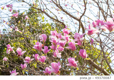 ニシキモクレン（モクレン科）木肌・木膚・木のはだ・外皮・樹皮・木目・花・芽・実） 49370087
