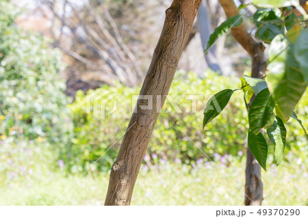 ダイダイ：代代_橙（ミカン科）木肌・木膚・木のはだ・外皮・樹皮・木目・花・芽・実） 49370290