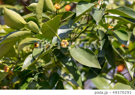 ダイダイ：代代_橙（ミカン科）木肌・木膚・木のはだ・外皮・樹皮・木目・花・芽・実） 49370291
