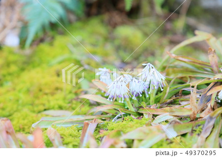 シロバナショウジョウバカマの花 シロバナショウジョウバカマの花 49370295