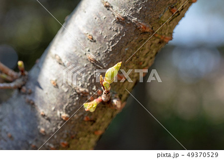 カンヒザクラ：寒緋桜（バラ科）木肌・木膚・木のはだ・外皮・樹皮・木目・花・芽・実） 49370529