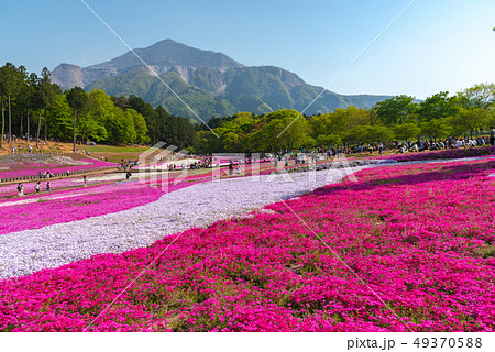 Pink moss ( Shibazakura, Phlox subulata ) 49370588