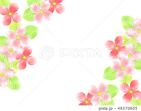 ハナミズキの水彩風イラスト背景 49370605