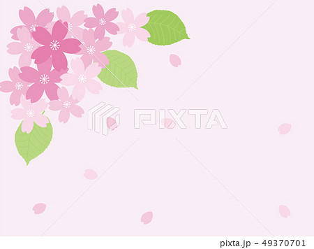 桜のカード 49370701