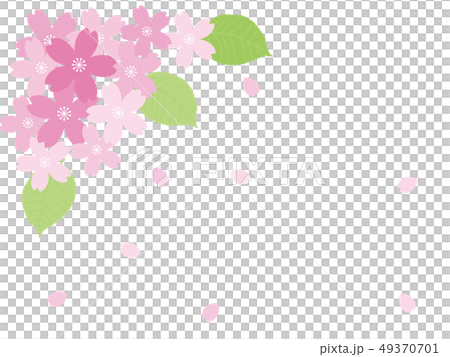 桜のカード 49370701