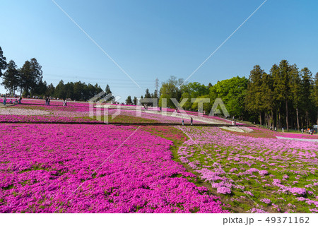芝桜の丘　満開　羊山公園　秩父市　埼玉県　日本 49371162