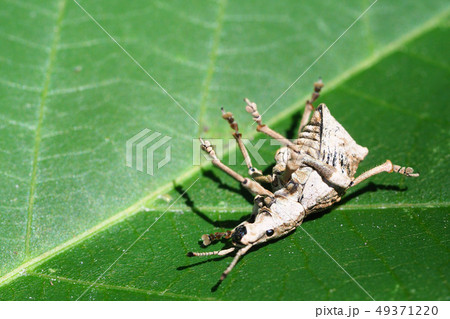 シロコブゾウムシ（擬死） 49371220