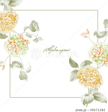 透明水彩 水彩画 花 49371382